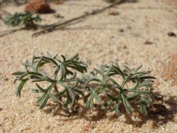Pelargonium reflexum leaves
